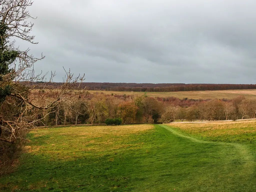 A field with a grass track running through it to the woods with Friston Forest on the other side, on the walk from Birling Gap.