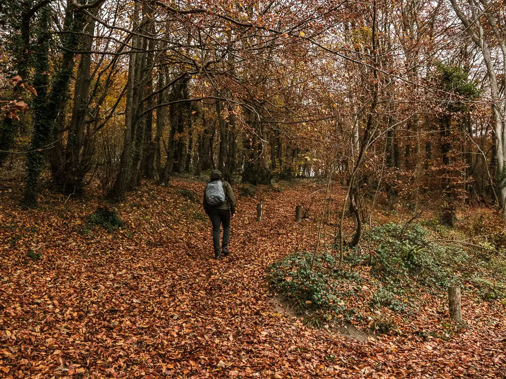 A man walking along the ground covered in brown leaves, into the woods.