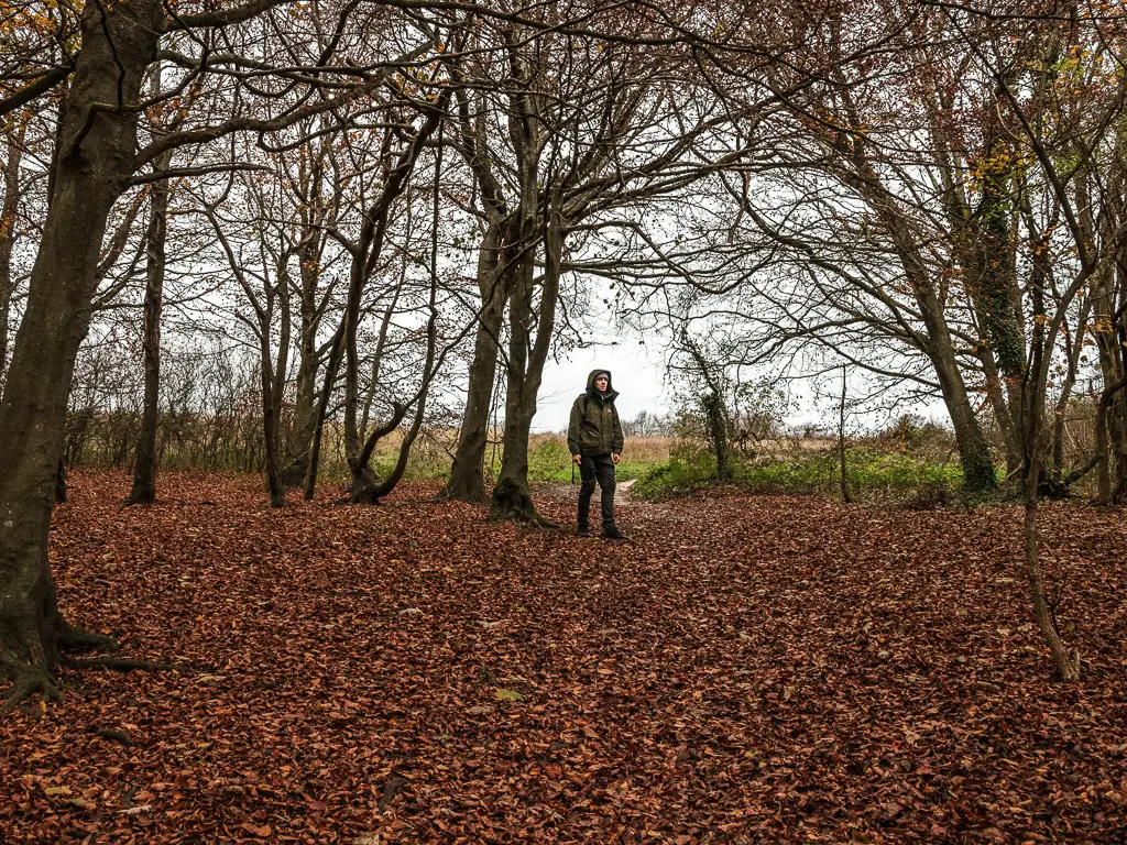 Brown leaves are covering the whole ground, under the trees. A man is standing by a small opening on the other side. 