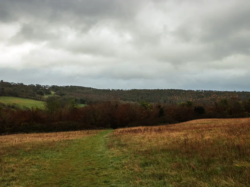 The walk in a downhill field, with a grass trail, leading to Friston Forest woods on the other side.