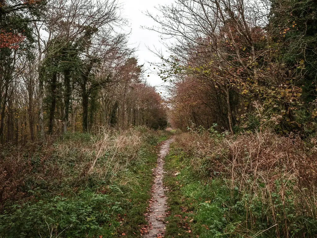 A very narrow dirt trail, with trees, grass and bushes on both sides.