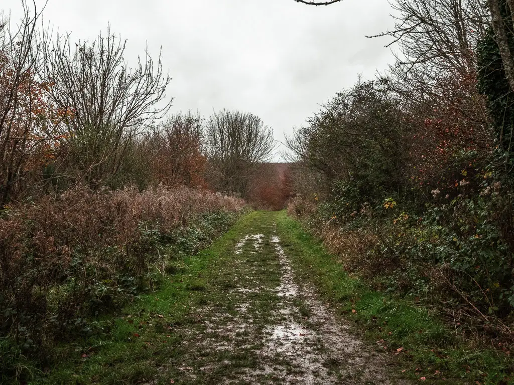 The walk along muddy grass trail, lined with bushes and trees in Friston Forest.