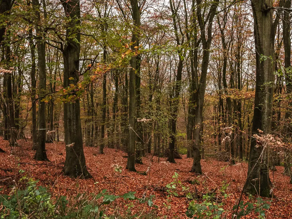 The tree trunks of dense woodland on the walk in Friston Forest, from Birling Gap.