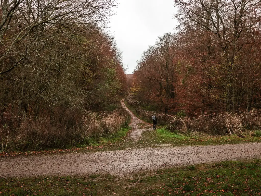 A big trail, with a small trail leading off it. the small trail is lined with dense forest.