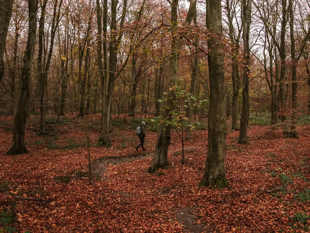 A man on a walk along a barely visible mountain bike track through the trees of Friston Forest. The ground is covered with red fallen leaves.