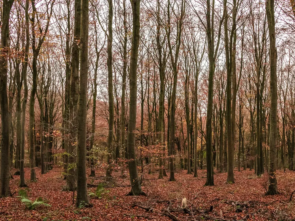 Tall tree trunks on the walk around Friston Forest. The ground is covered with fallen red leaves.