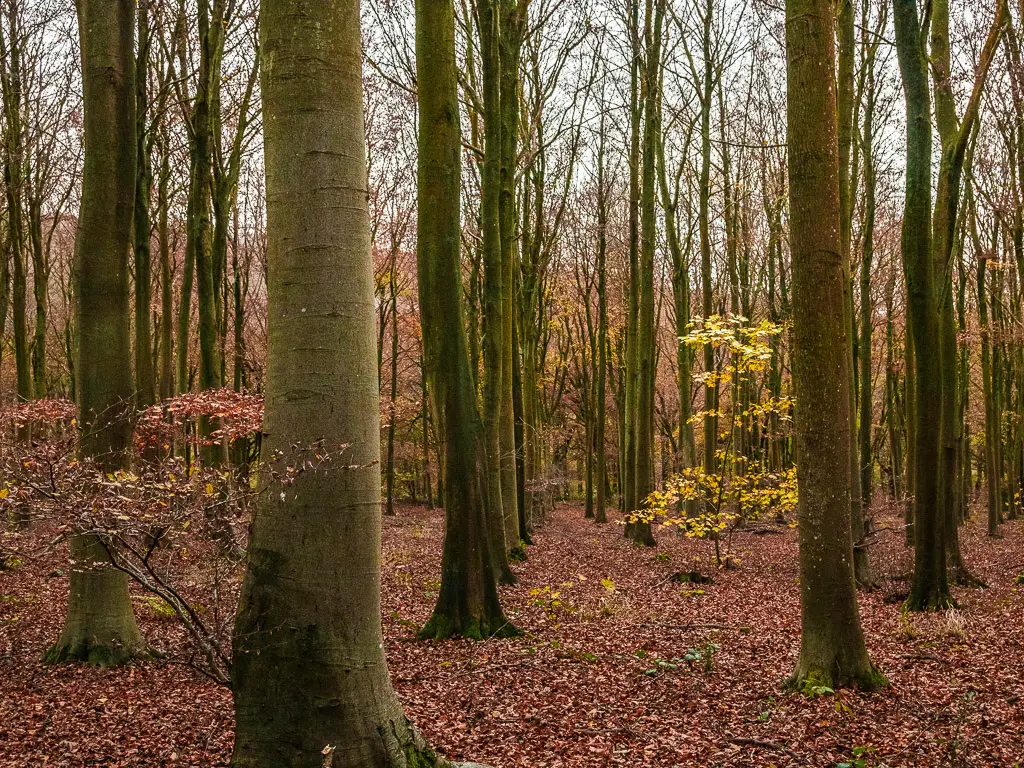 Looking through the gaps in the tree trunks on the walk around Friston Forest. The ground is covered with brown fallen leaves. There are a couple of plants with red and yellow leaves coming out of the ground.