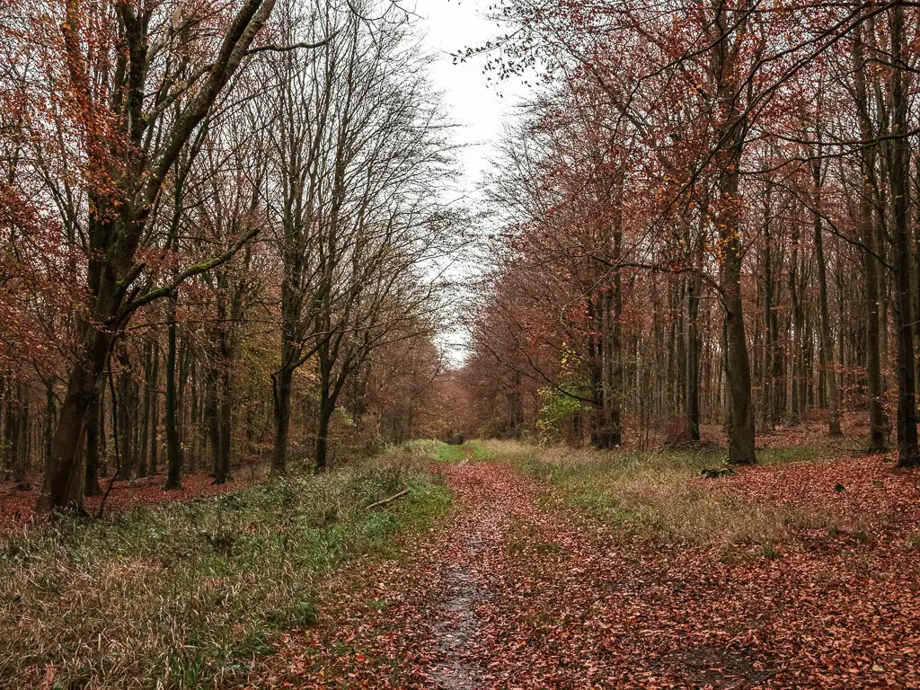 A wide trail covered in leaves, and lined with grass and trees.