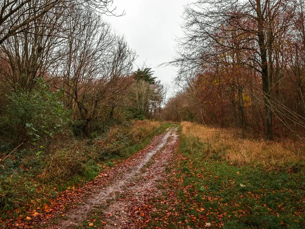 A dirt track lined with grass and trees on the walk though Friston Forest.