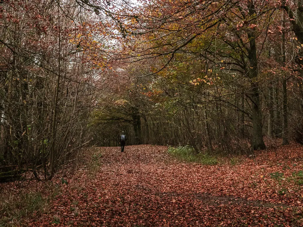 A large red and orange leaf covered trail on the Friston Forest walk. The trail is lined with woodland and their overhanging branches. There is a man walking along the trail.