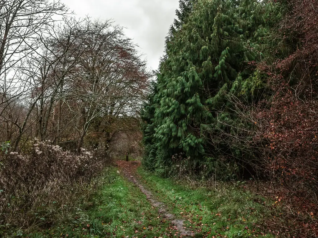 A narrow dirt trail through the grass, with leaves trees on the left, and a bushy tree on the right.