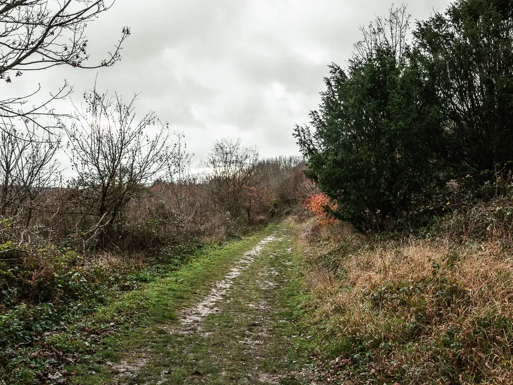 A muddy grass trail with leafless bushes on the left, and leafy ones on the right.