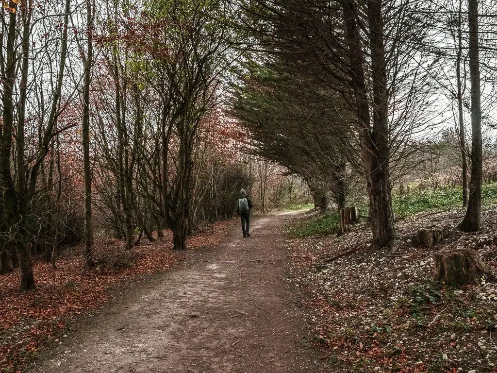 A man walking along a path, with space trees either side.