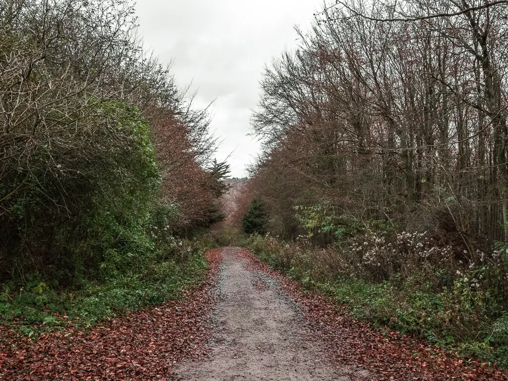 A medium sized dirt track, lined with bushes and trees on the walk through Friston Forest.