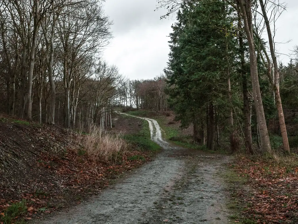 A trail winding uphill on the walk in Friston Forest. There are leafless trees on the left side of the trail, a bushy ones on the right.