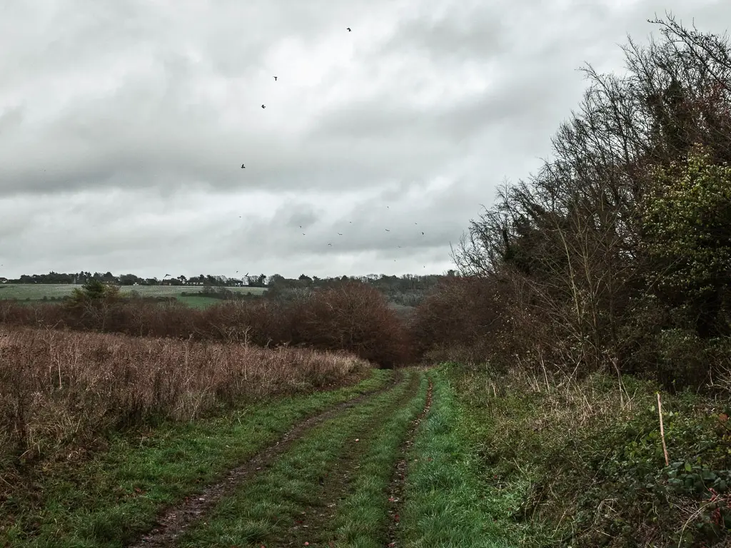 A grass trail with dirt tracks running through it on the walk back out of Friston Forest to head back to Birling Gap.