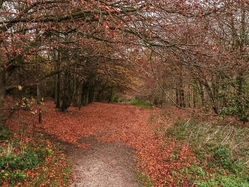 The ground covered in orange fallen leaves, and the hanging tree branches above it.