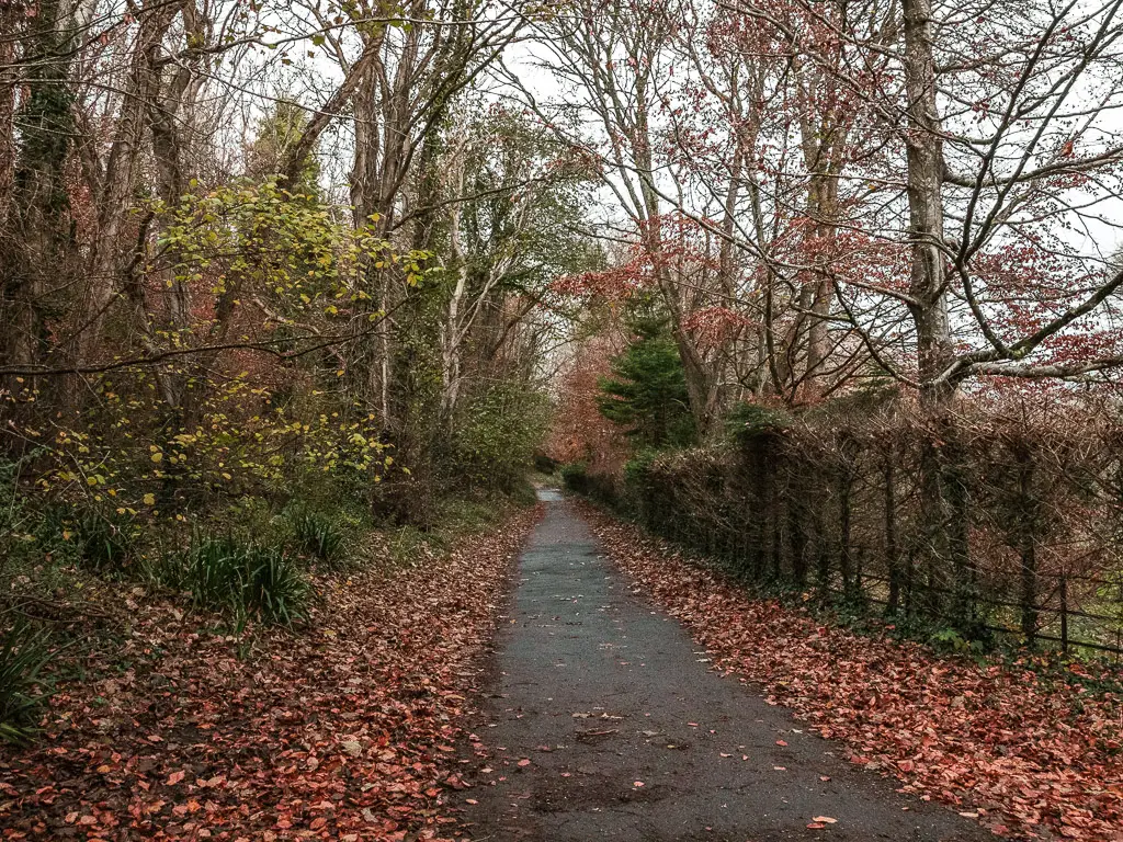 A road, with orange leaves on the ground on either side of it, and lined with sparse trees and bushes.