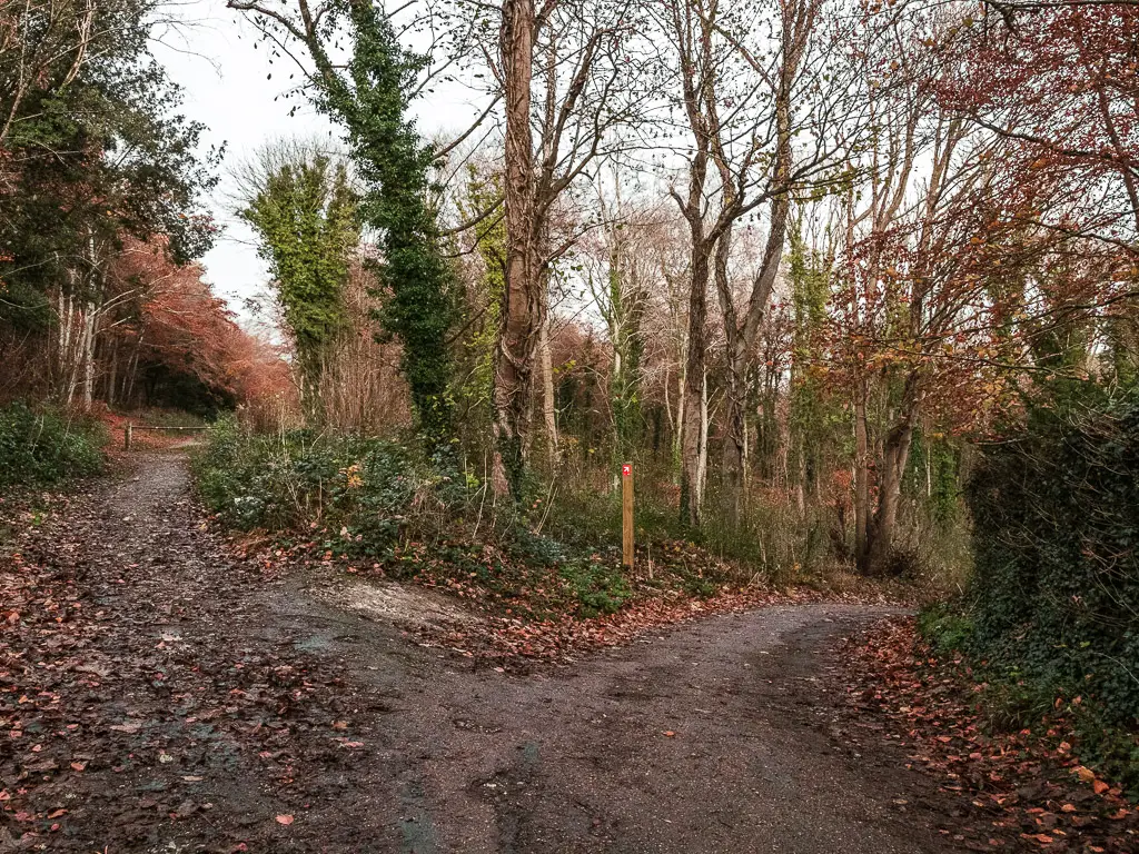 A dirt trail as it splits in tow. One going straight and the other downhill.