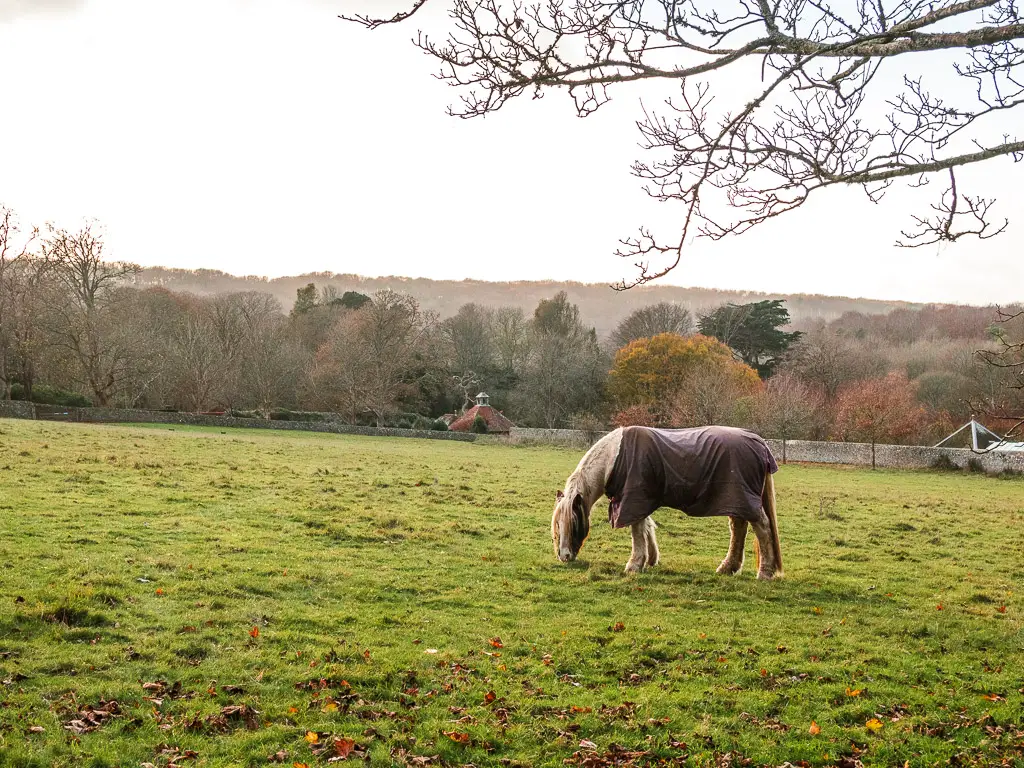 A hose grazing in a field on the circular walk back to Birling Gap from Friston Forest. There are lots of trees in the distance on the other side of the field.