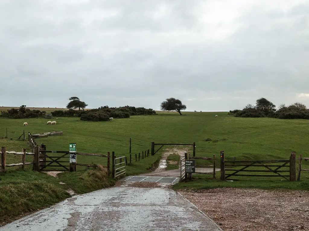The road leading to a gate and a big green field on the others side. There are some windblown trees in the field.
