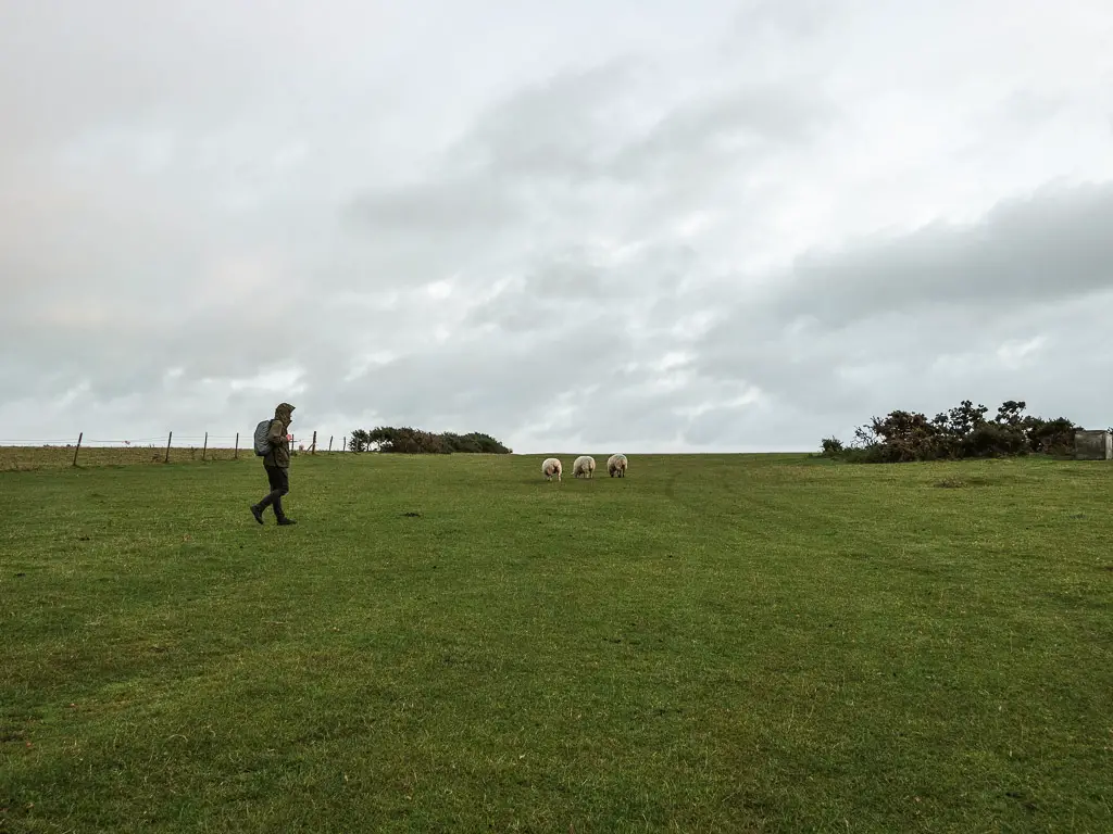 A man walking across the green grass field towards some grazing sheep.