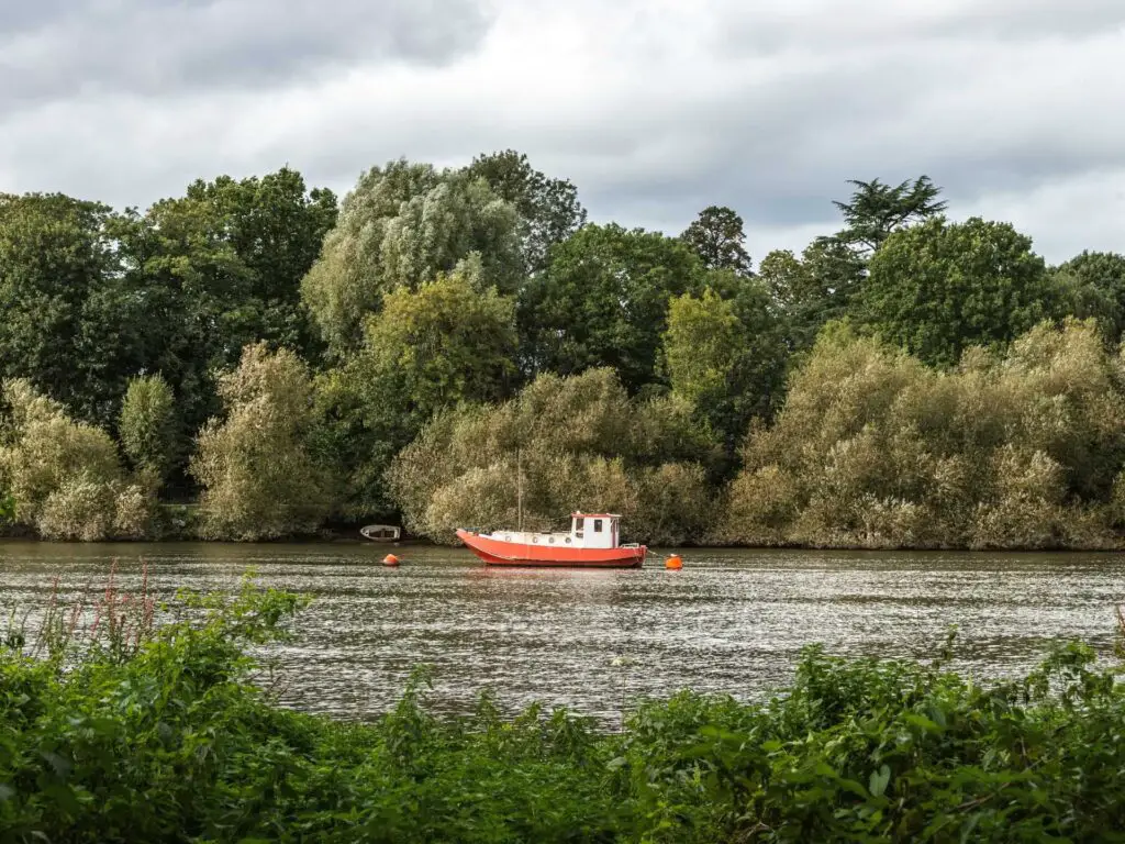 A red and white boat on the river on the Thames Path walk from Richmond towards Hampton court and bushy park. There are green bushes on this side of the river and green full bushes and trees on the other side.
