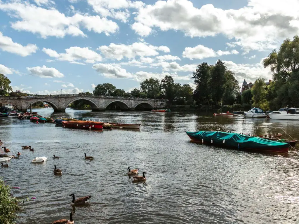 The River Thames with Richmond bridge ahead at the start of the walk towards Hampton Court and bushy park. There are a few ducks and moored row boats on the river.