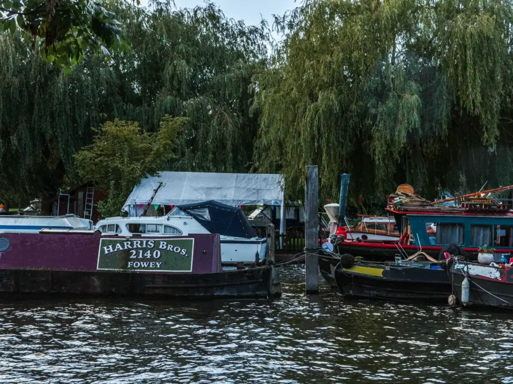 Colourful barges moored on the River Thames on the walk from Richmond to Hampton Court and bushy park. There are overhanging trees behind the barges.