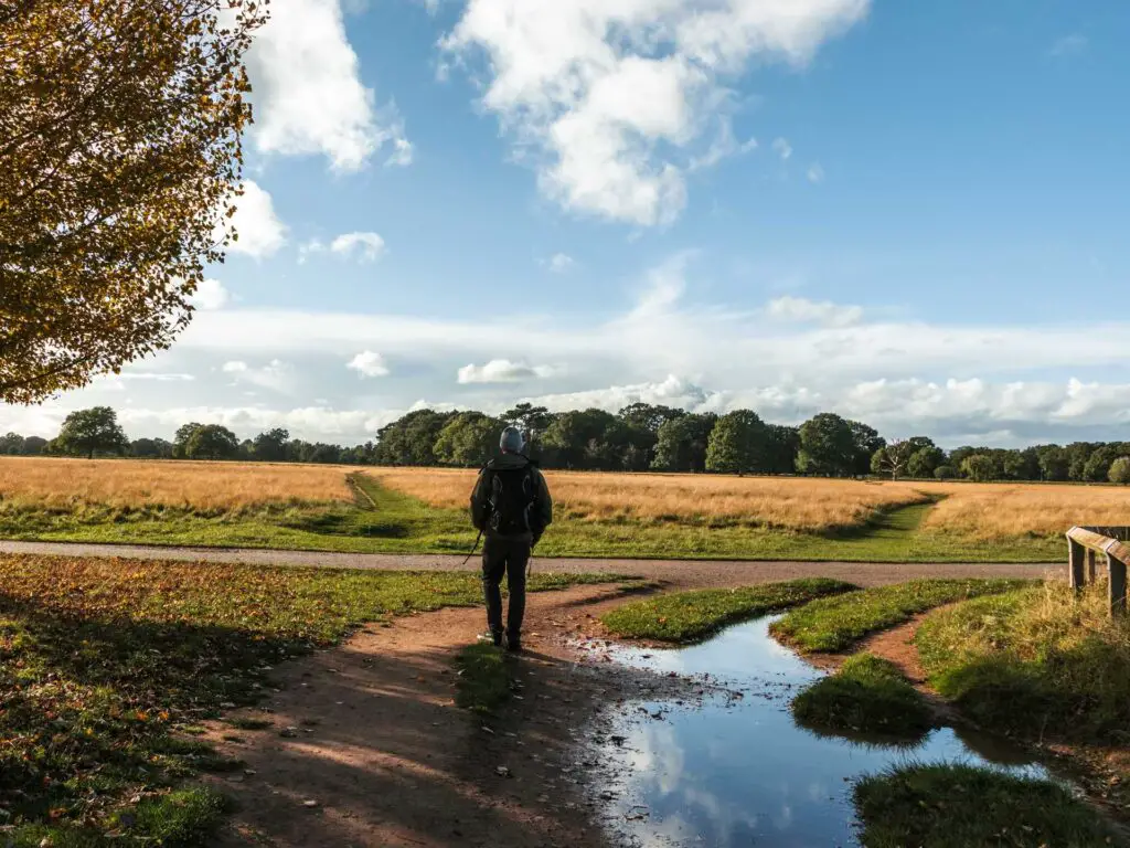 A man walking on a dirt trail towards the green and yellow field in Bushy Park. There is a puddle to the right of the man.
