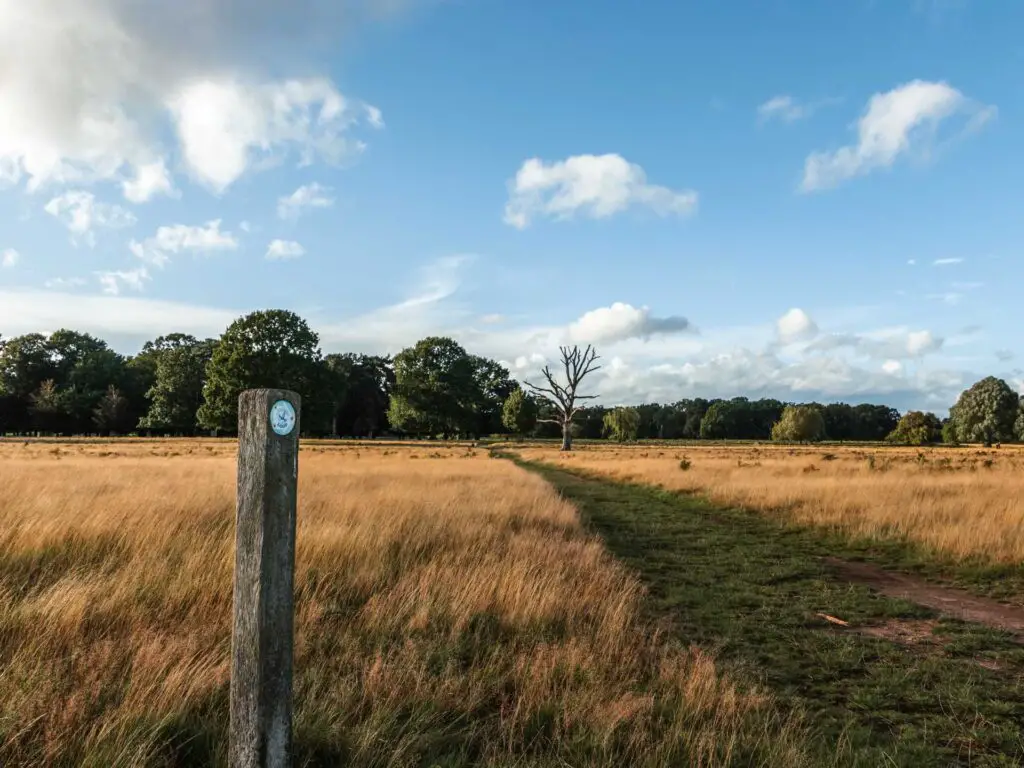 A wooden trail signpost in the tall yellow grass, next to a green grass trail on the walk in Bushy park. The grass trail leads to a lonely tree and lots more trees beyond that.