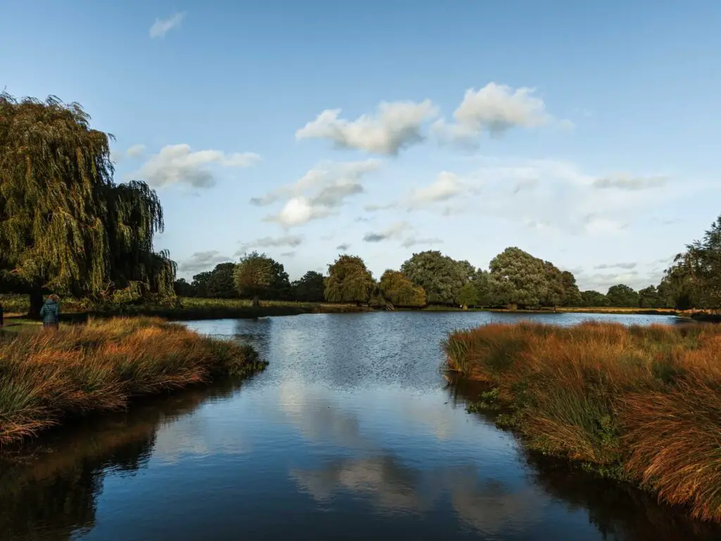 Looking across the lake lines with tall grass in bushy park.