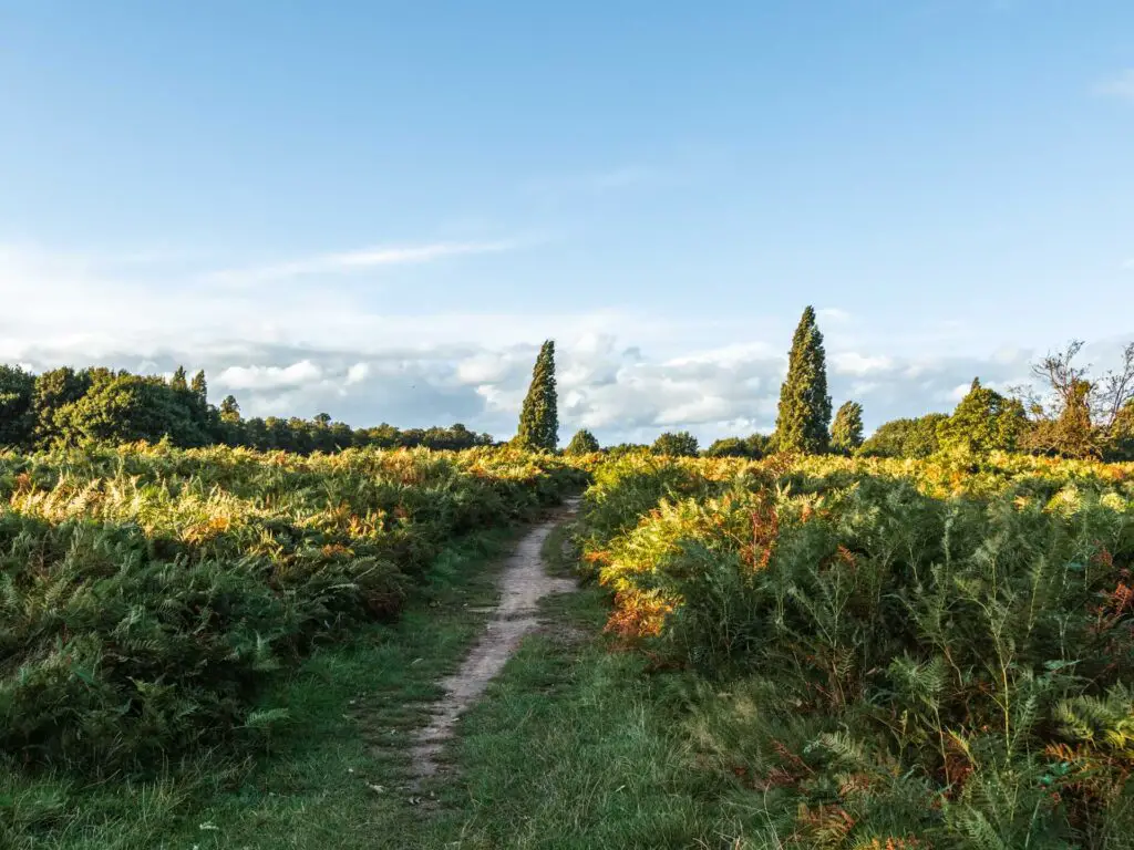 A small trail through the heather on the walk through Bushy Park from Richmond. 