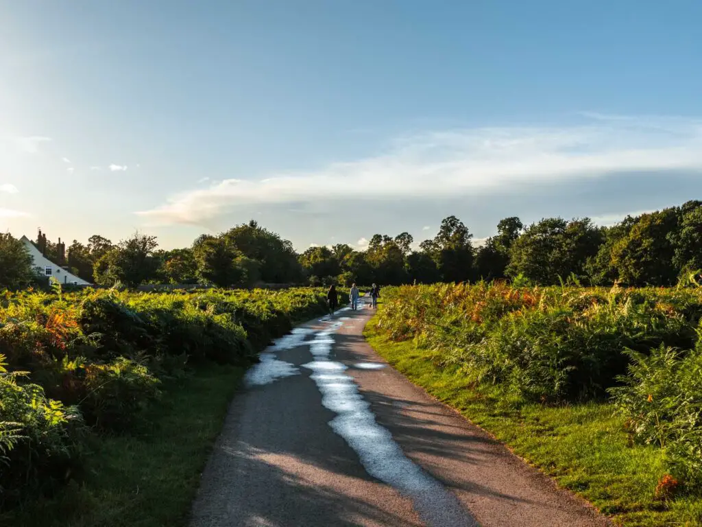 The main path lined with heather on the walk through bushy park. The path has a few wet patches, and there are lots of trees ahead in the distance.