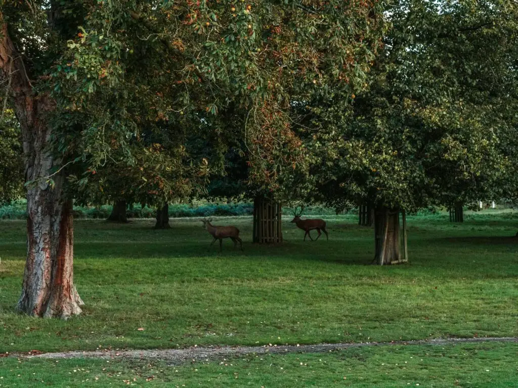 Two deer walking on the grass under the trees in Bushy park.