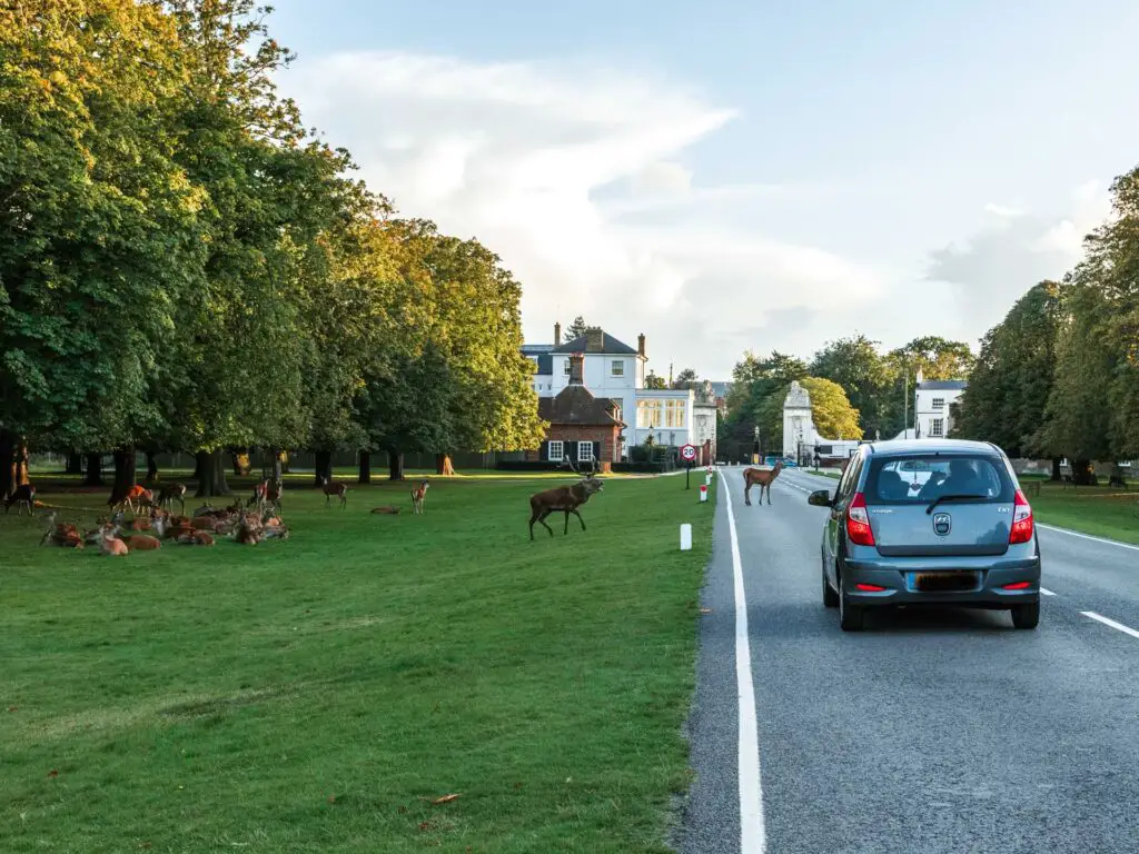 Lots of deer sitting on the grass next to the road in Bushy park. One deer is walking on the roads, and there is a stupid car waiting for the deer to pass.