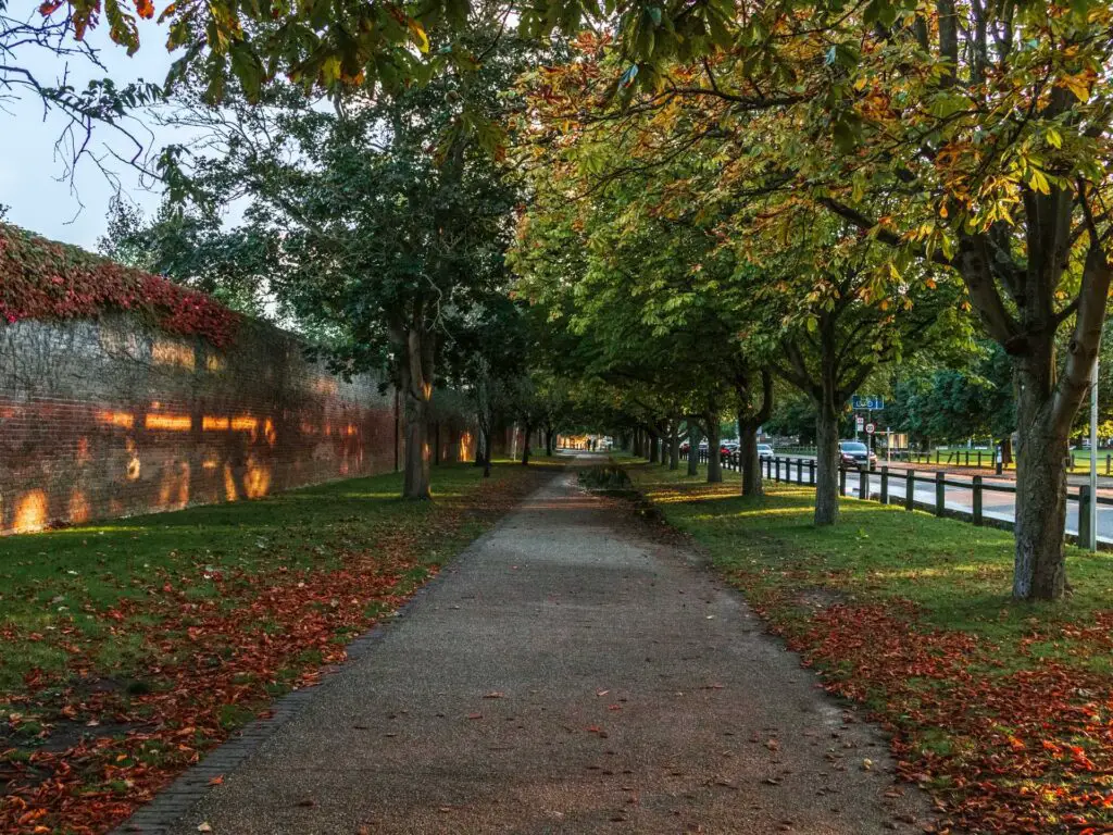 A path with a brick wall to the left and trees and road to the right at the end of the Richmond to Hampton Court and bushy park walk.