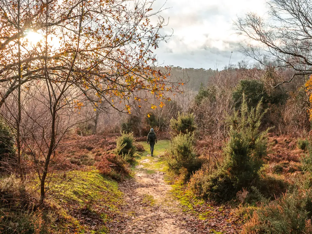 A man on a walk on a grass trail in Devil's punch bowl. He is surrounded by a ground covered in moss and bushes and trees. The sun is chining brightly, creating a glow.