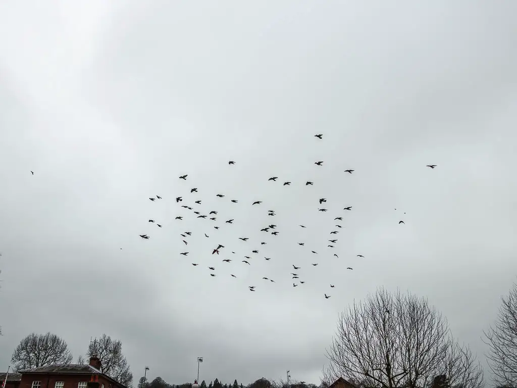 A flock of pigeons flying in the sky.