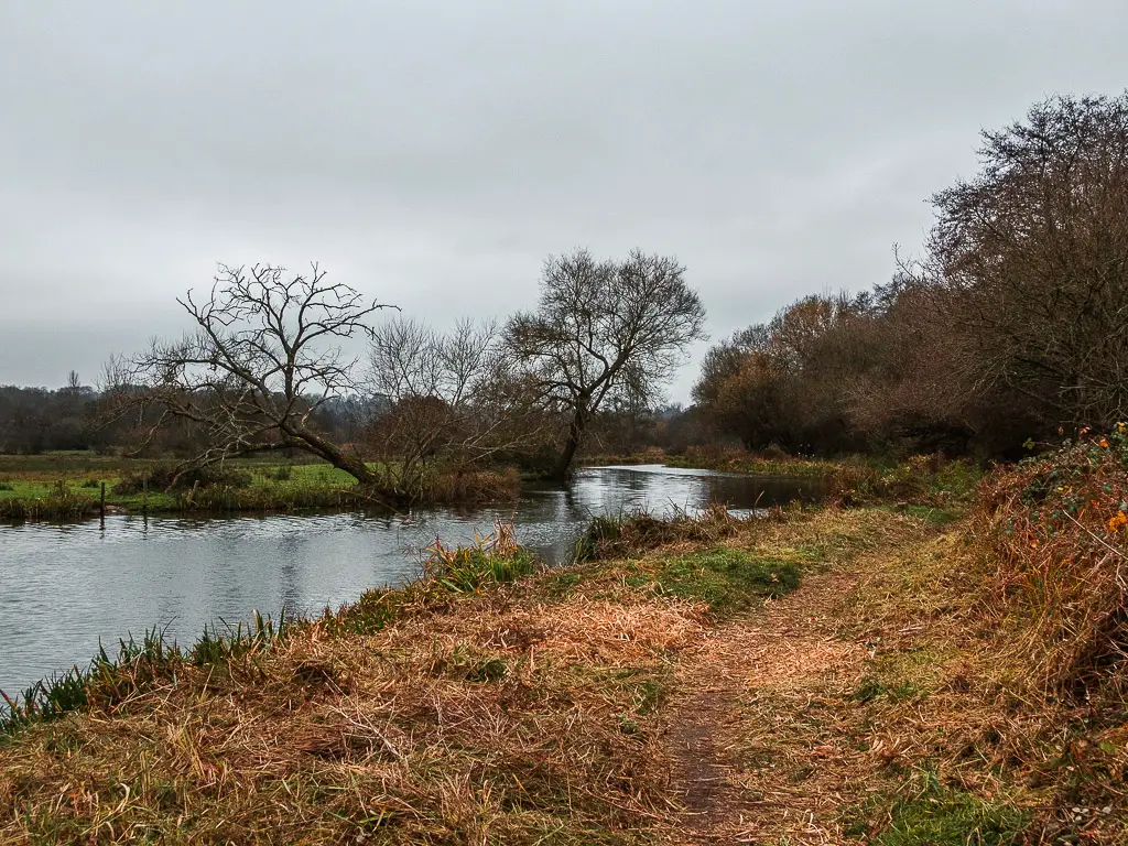 The river bank on the right of the river, with two leaning trees on the other side.