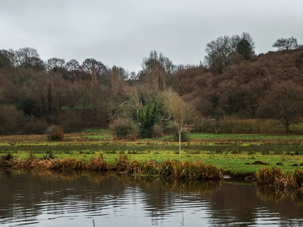 An alien looking tree in the field across the River Wey.