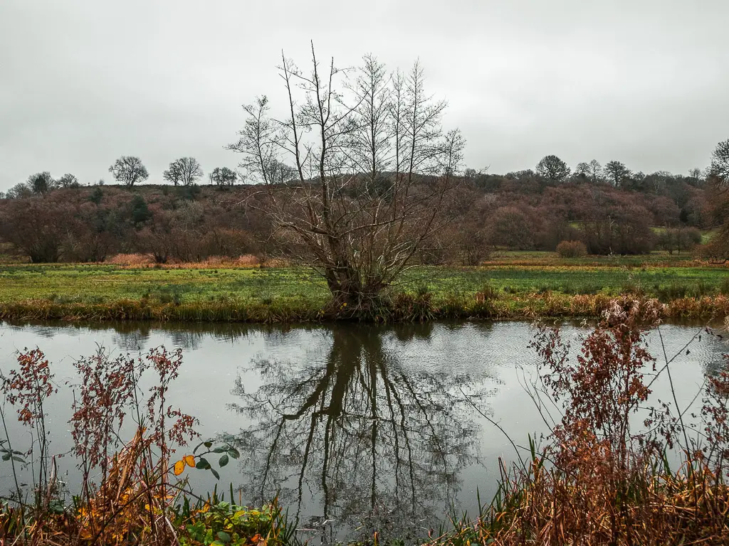 A tree across the River Wey, on the walk from Guildford to Godalming. The tree is reflecting in the river.