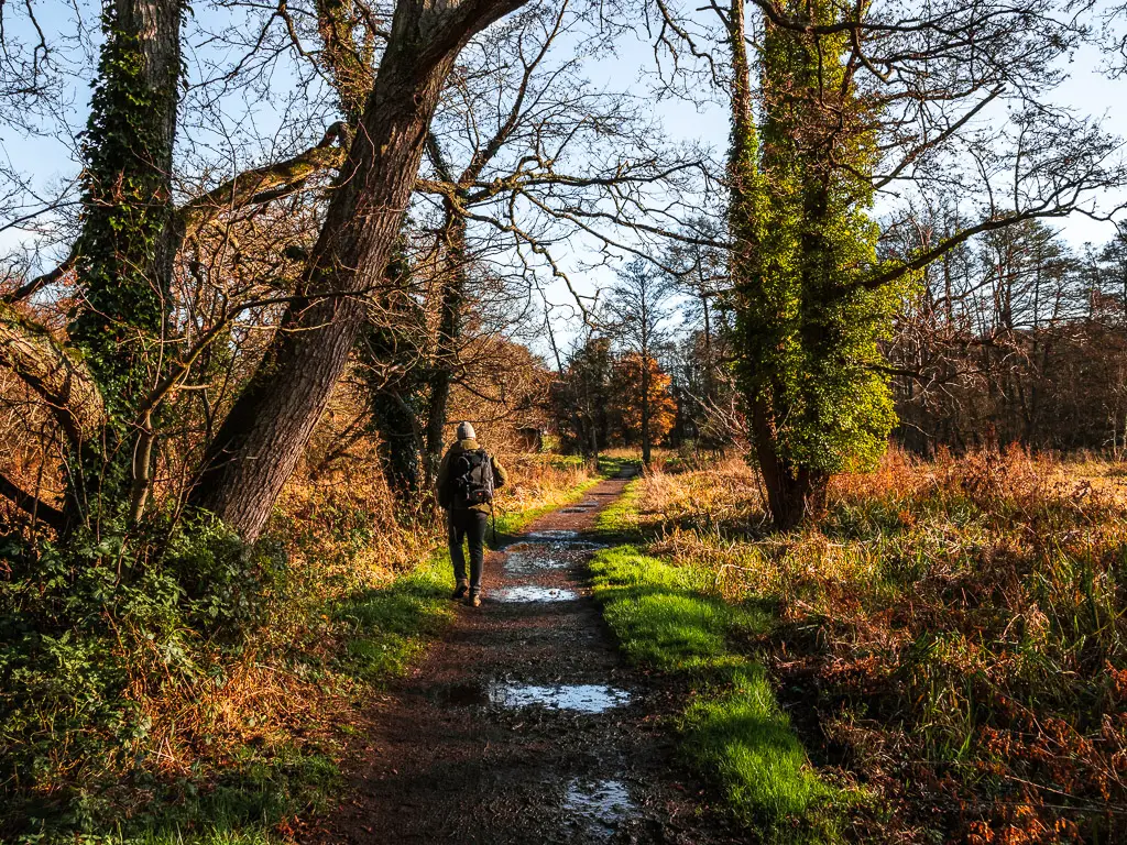 A man walking along a dirt trail surrounded by tall trees.