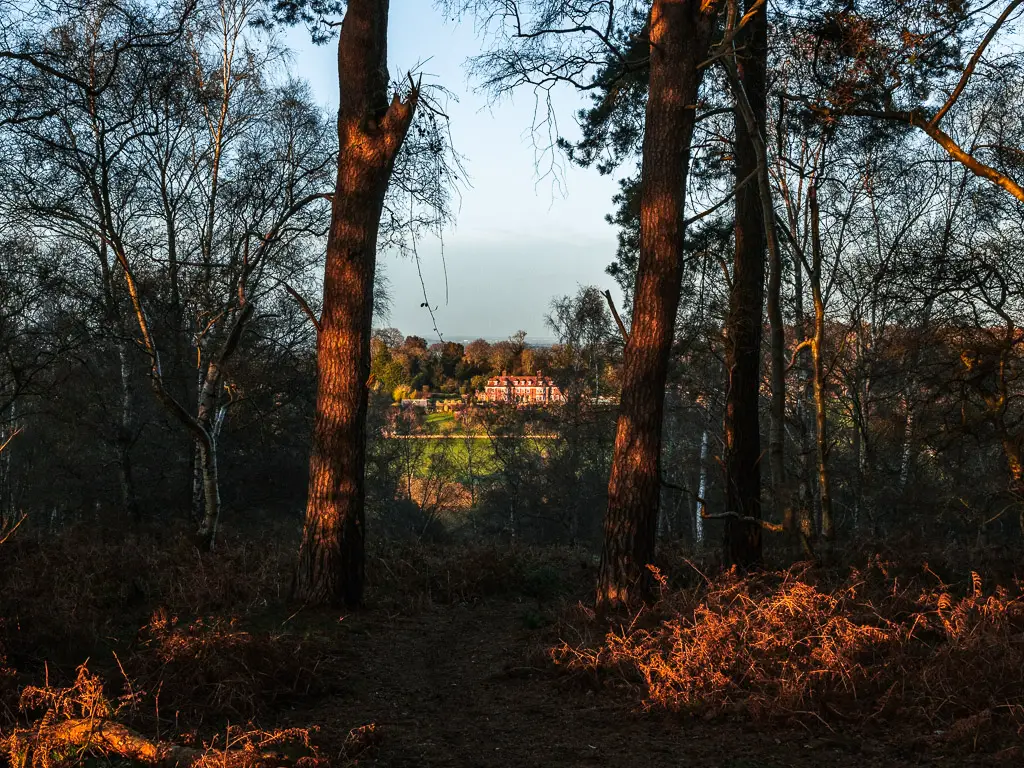 Looking through the tall tree trunk gap to a Manor House in the distance on the walk around St Martha's Hill.