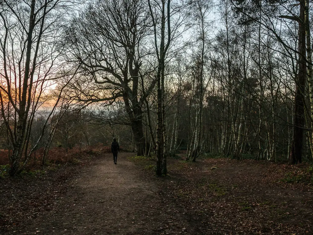 A man on a walk though the woodland on the circular walk via St Martha's Hill and Newlands Corner. There is an orange glow through the trees of the setting sun.