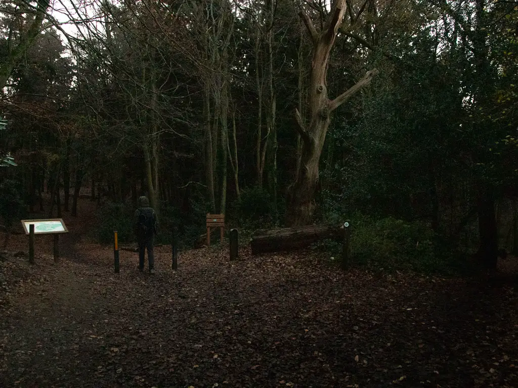 A man walking into the dark woodland.