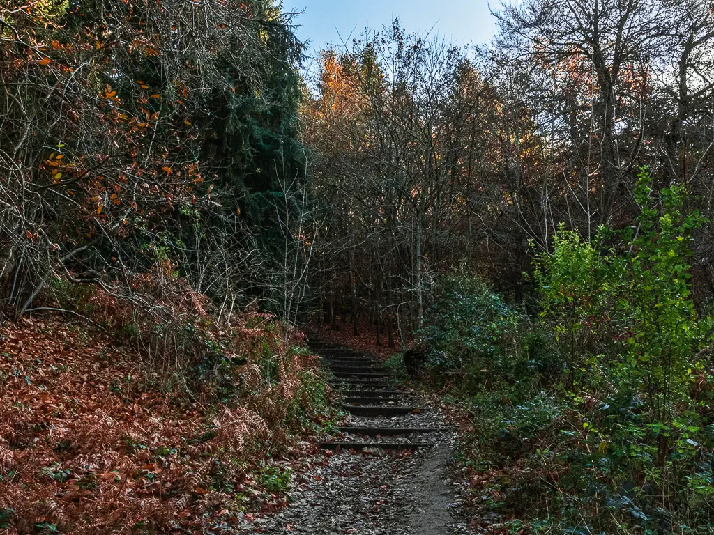 Steps leading up through the woodland of Chantry wood.