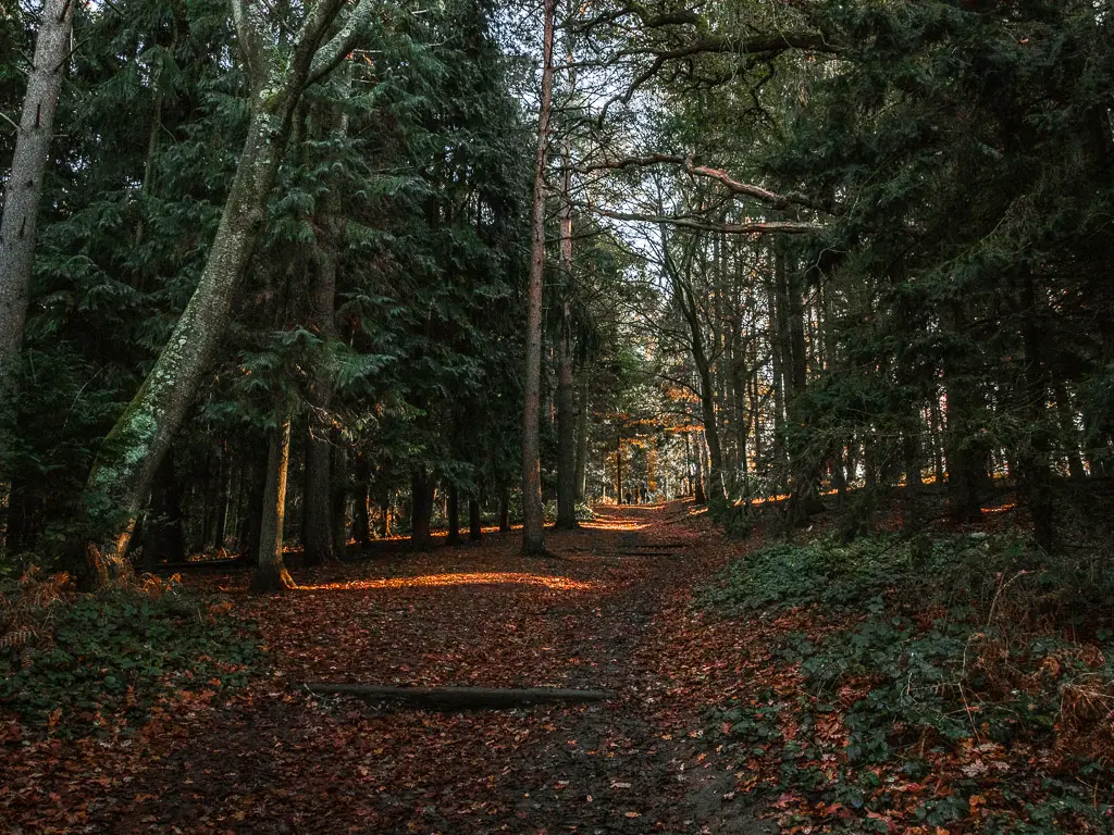 A dirt track running uphill through all the trees on the walk through Chantry wood towards St Martha's Hill and Newlands Corner.