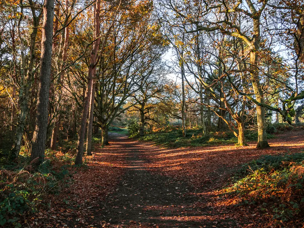 Chantry woods on the walk from Guidlford to St Martha's Hill and Newlands Corner.