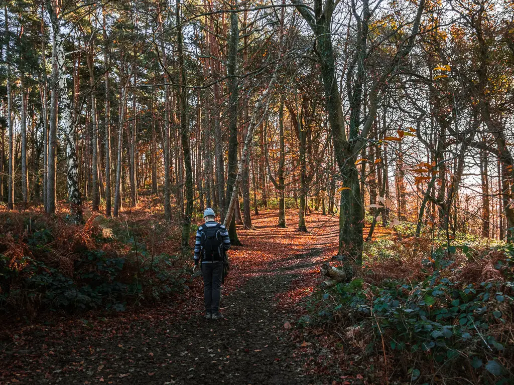 A man on a walk on a dirt tail through the trees of Chantry wood.